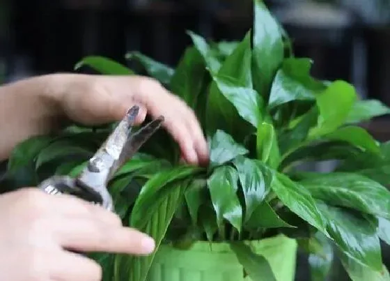 植物修剪|白掌叶子怎么修剪方法