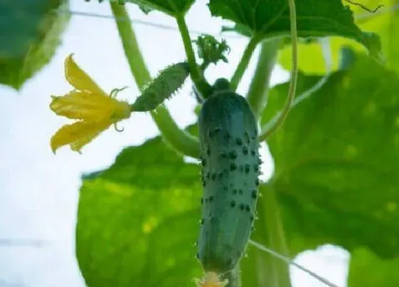 植物文学|黄瓜的生长过程