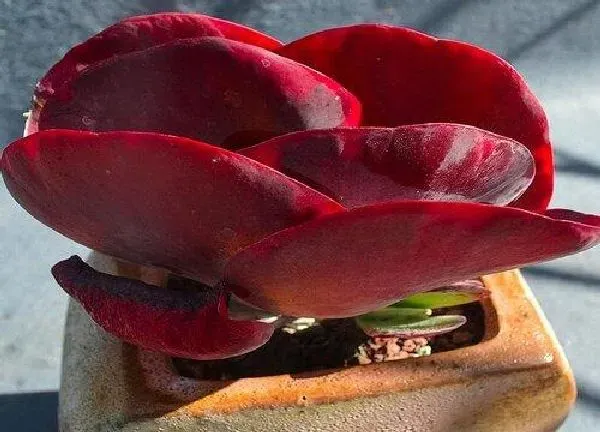 植物扦插|唐印可以叶插吗 叶插繁殖方法与要点