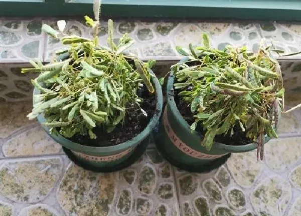 养殖科普|班级适合养什么花卉植物