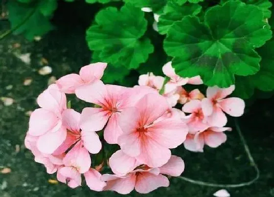 植物种类|天竺葵是种子植物吗