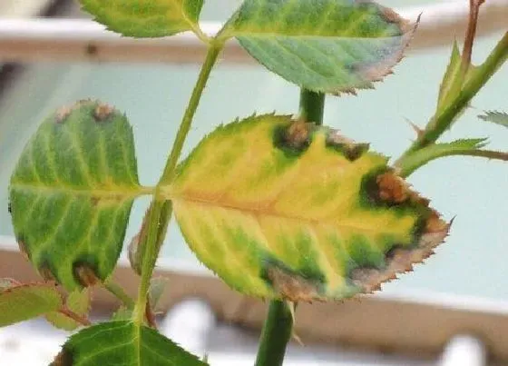 植物病害|月季花叶病症状及防治方法