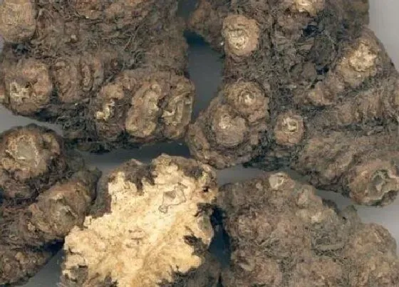 种植管理|川芎的生长周期是多长时间