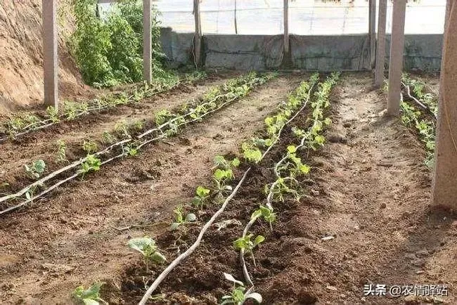 植物育苗|家庭种植黄瓜怎么育苗才好，黄瓜育苗方法和管理技巧）