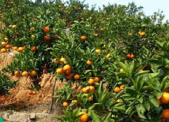 植物修剪|金桔怎么剪枝 修剪时间与方法