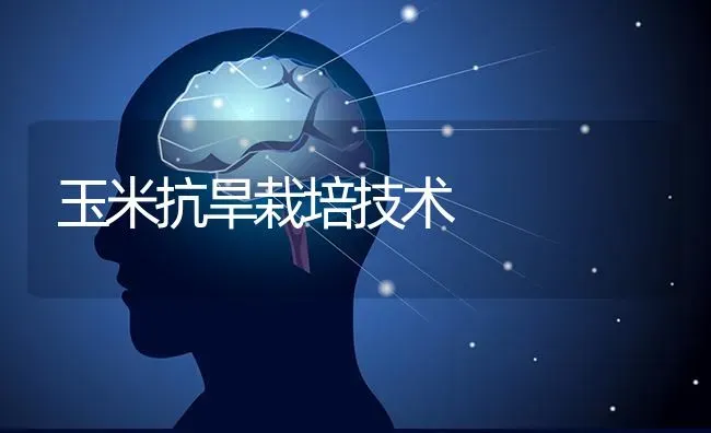 玉米抗旱栽培技术 | 粮油作物种植