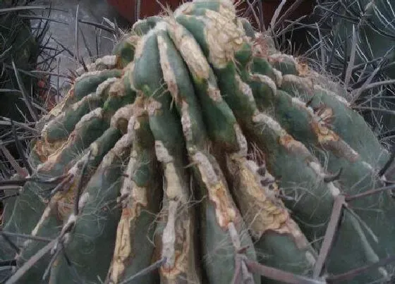 植物虫害|多肉病虫害防治技术与方法