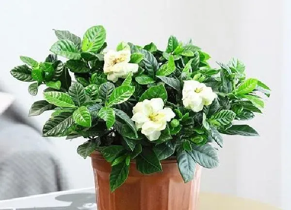 养殖科普|栀子花用高盆还是矮盆 栀子花用大盆还是小盆合适