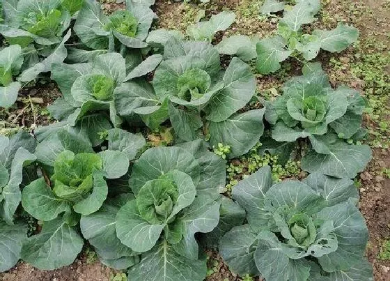 植物百科|大头菜是包菜吗