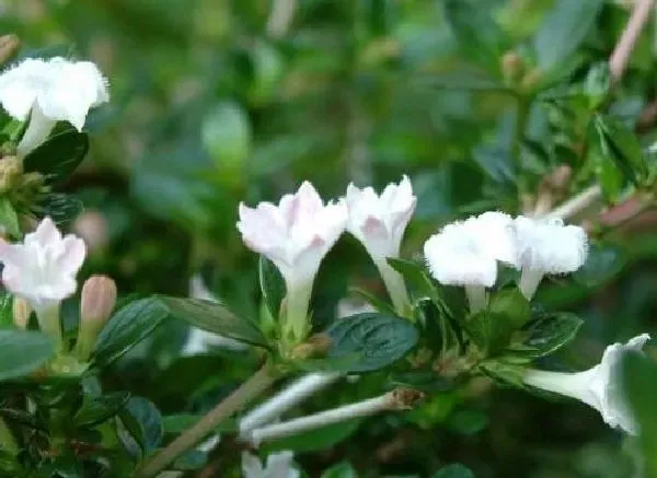 植物浇水|六月雪浇什么水好 长得旺盛