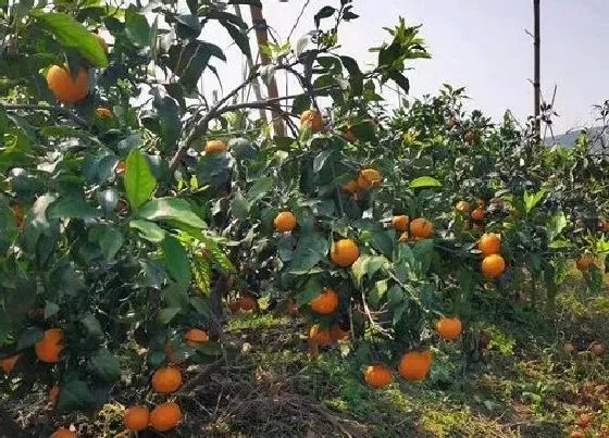 果实成熟|桔子几月份成熟采摘 什么时间摘最合适
