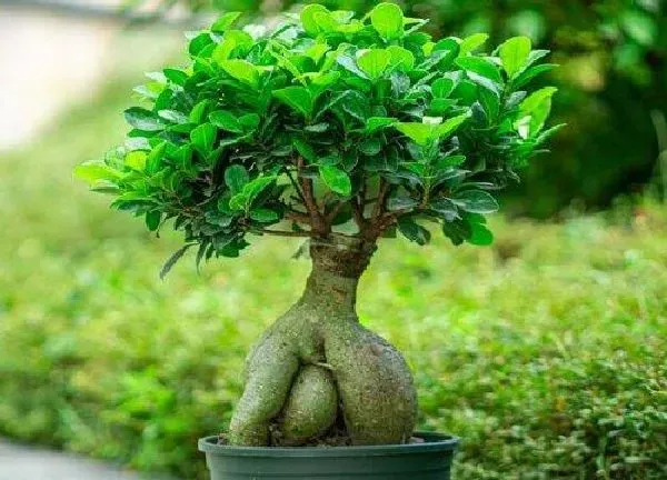植物发芽|榕树不发芽怎么办