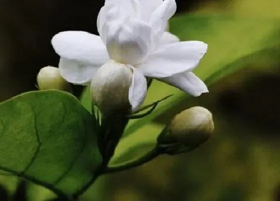 花朵|茉莉花骨朵的样子 多久开花