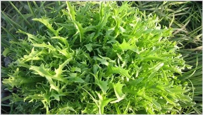 苦菊的田间管理技术 | 养殖技术
