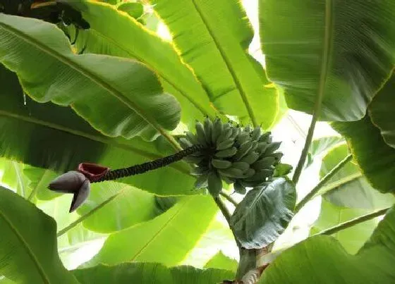 植物播种|香蕉怎么留种子