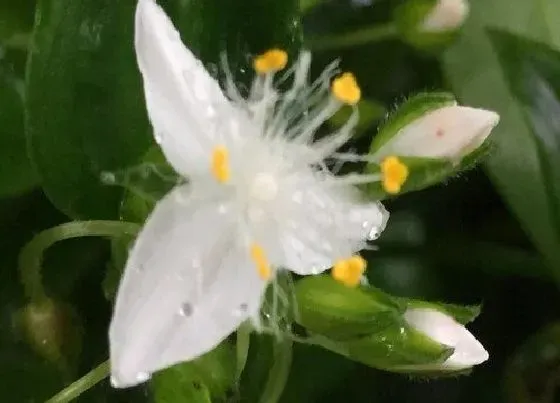 植物修剪|白花紫露草怎么修剪方法