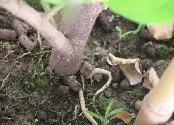 植物换土|柠檬换土时间和方法