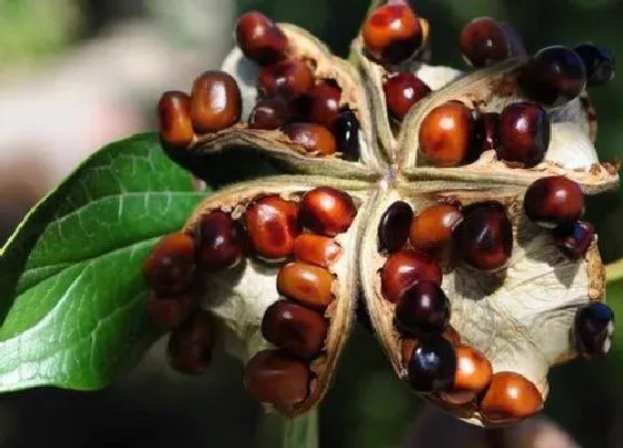 种植管理|牡丹花的籽可以种吗