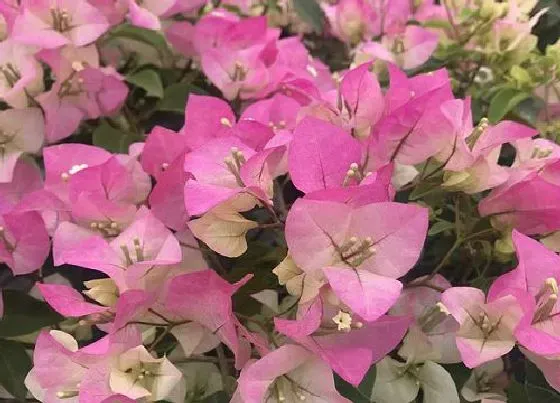 植物百科|三角梅是花吗 是什么植物类别