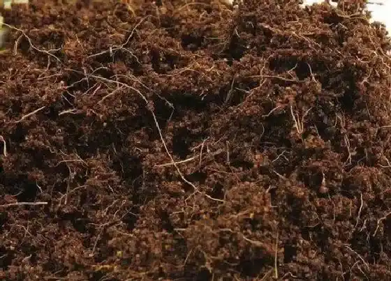 种植土壤|营养土可以种兰花吗