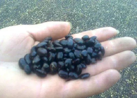 食用须知|槐树种子怎么吃最好