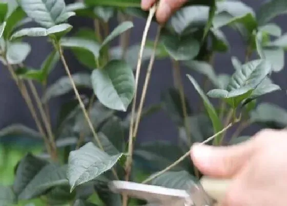 植物修剪|月桂怎么修剪方法
