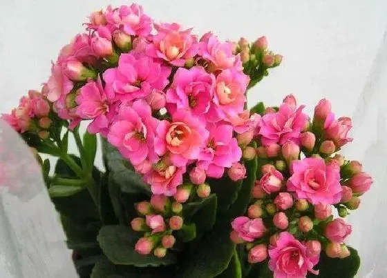 送花|过春节买什么花好