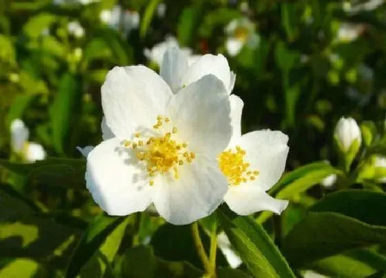 不开花|茉莉只长叶子不开花原因及处理方法