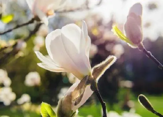 花语|白玉兰花语及代表意义