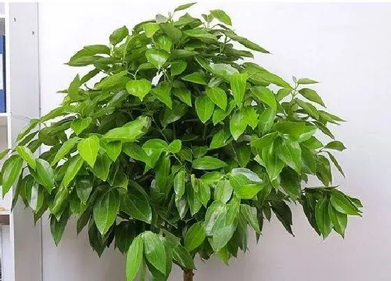 种植土壤|幸福树配土方法与种植土壤