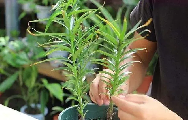 植物移栽|百合花怎么分株图解 分株时间及繁殖方法