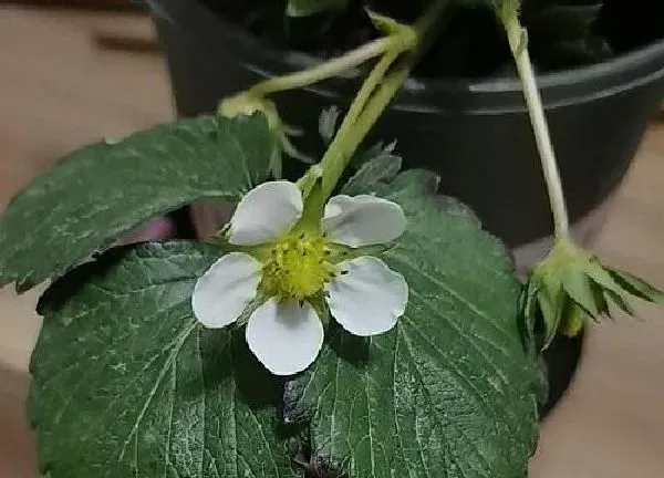 植物移栽|草莓苗什么时候移栽