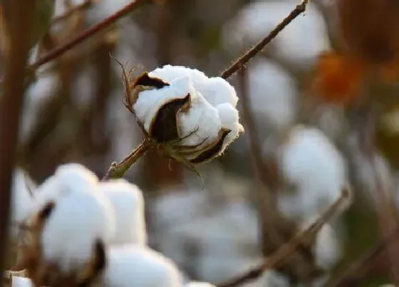 植物寓意|棉花的花语是什么意思 具体代表的象征含义