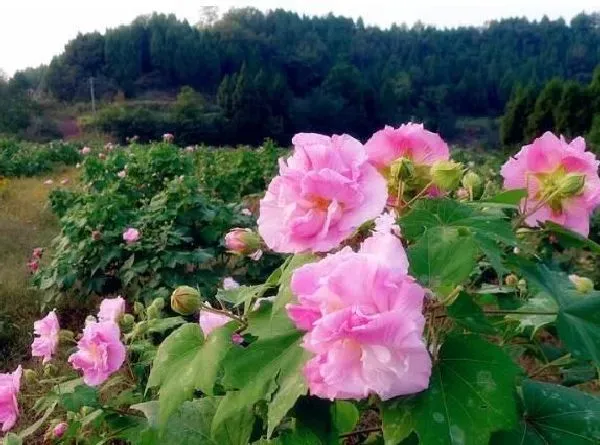叶蔫|芙蓉花叶子蔫了怎么办 打蔫原因及补救方法
