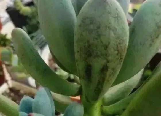 植物虫害|多肉病虫害防治技术与方法