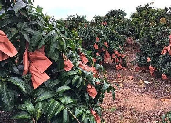 水果科普|芒果在0下5度能冻死吗 芒果树在零下多少度会冻死