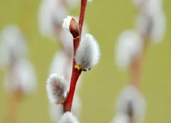 花语|银柳的花语和寓意 象征什么意思