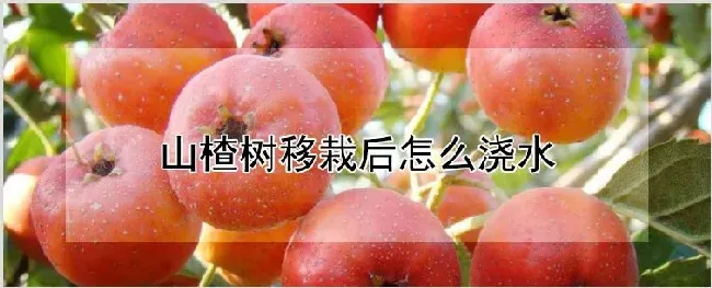 山楂树移栽后怎么浇水 | 农业科普