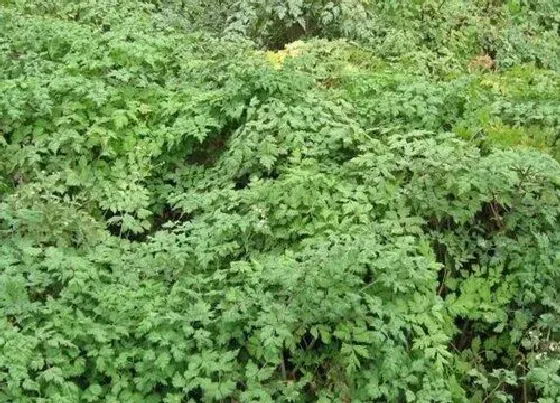 植物百科|当归生长在什么地方