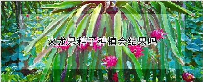 火龙果种子种植会结果吗 | 农业科普