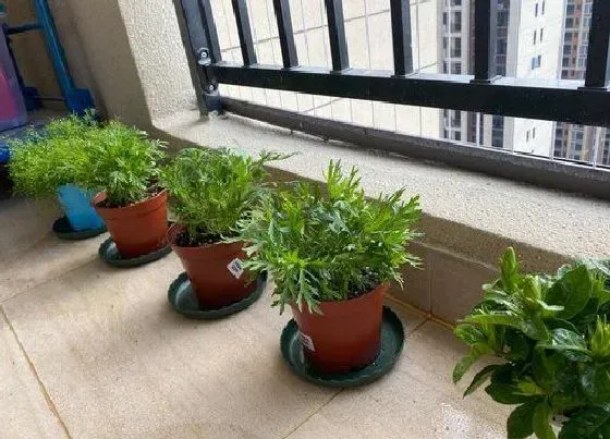 植物百科|菊花是单性花还是双性花