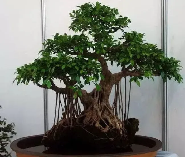 植物修剪|榕树盆景怎么修剪造型，这些方法和注意事项要掌握）