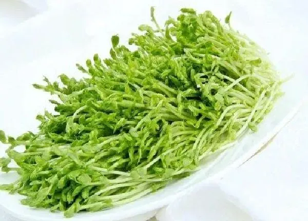 养殖方法|芽菜水培好还是土培好