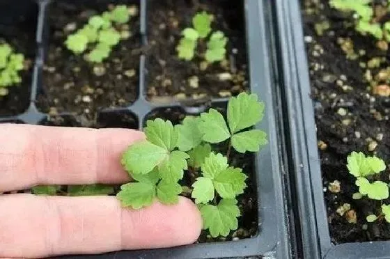 植物繁殖|植物怎么繁殖 繁殖时间和方法图解