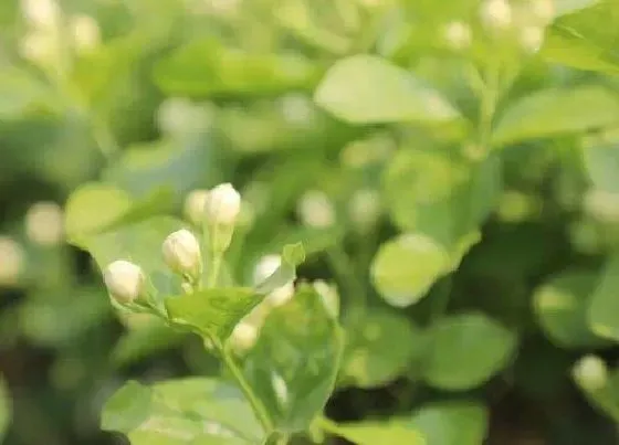 花朵|茉莉花骨朵的样子 多久开花