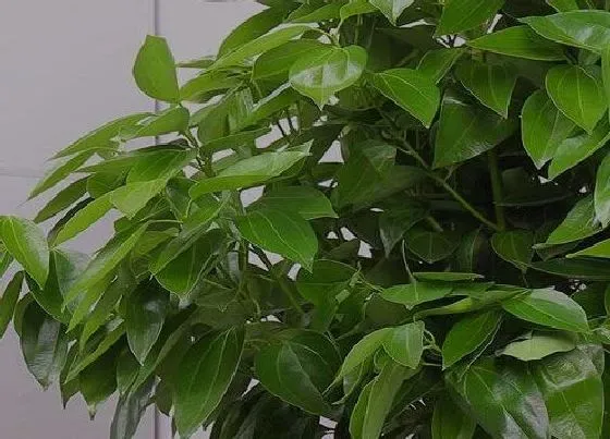 种植土壤|幸福树配土方法与种植土壤