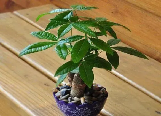 植物招财|家里可以养发财树吗 发财树种在家里有什么禁忌