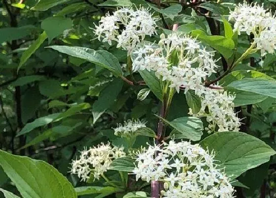 植物百科|红瑞木开花吗 开花什么样子