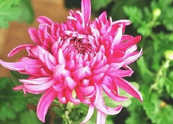 花期|菊花的花期是什么时候