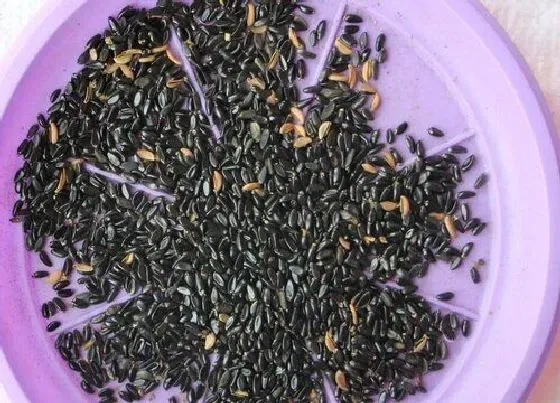 植物播种|黄杨种子播种方法